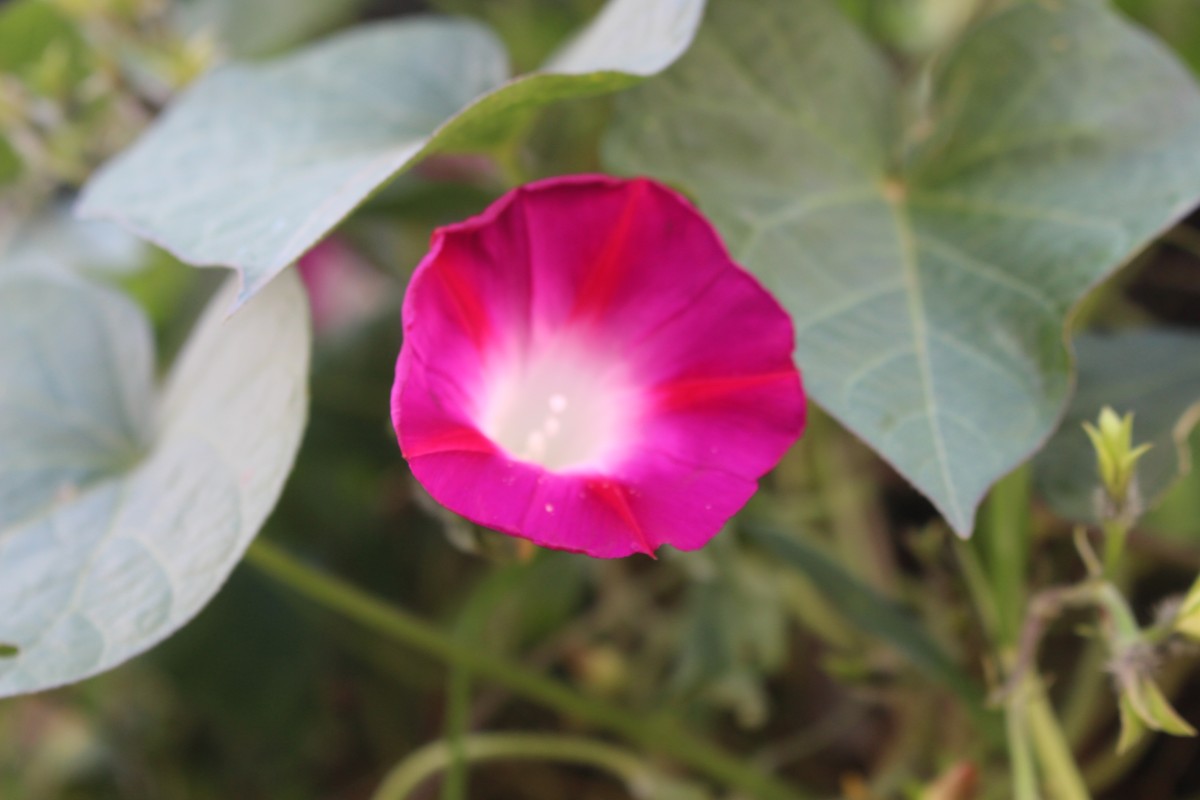 Ipomoea purpurea (L.) Roth